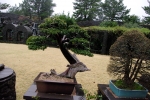 Стиль бонсай SHARIMIKI - дерево, пораженное молнией