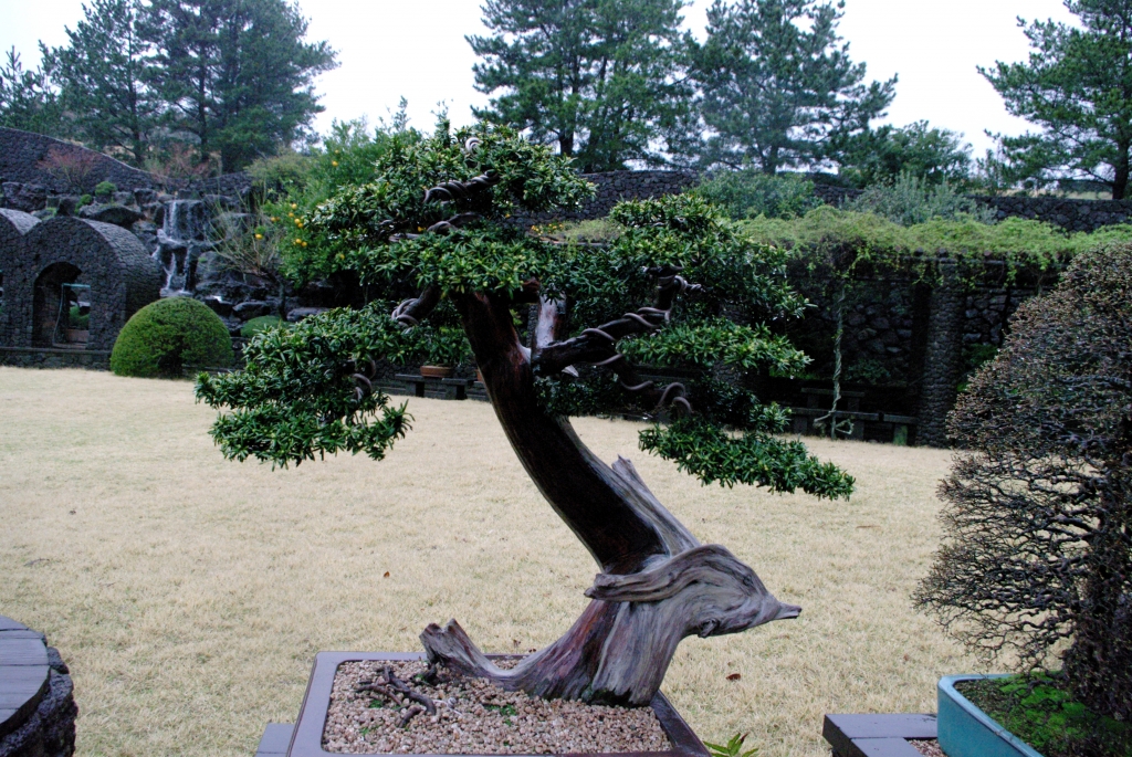 Есть много разлисных стилей бонсай. Это - стиль