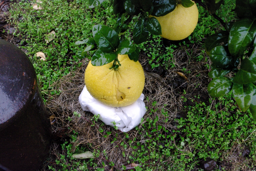 Так выглядят самые большие мандарины на острове Чеджу.