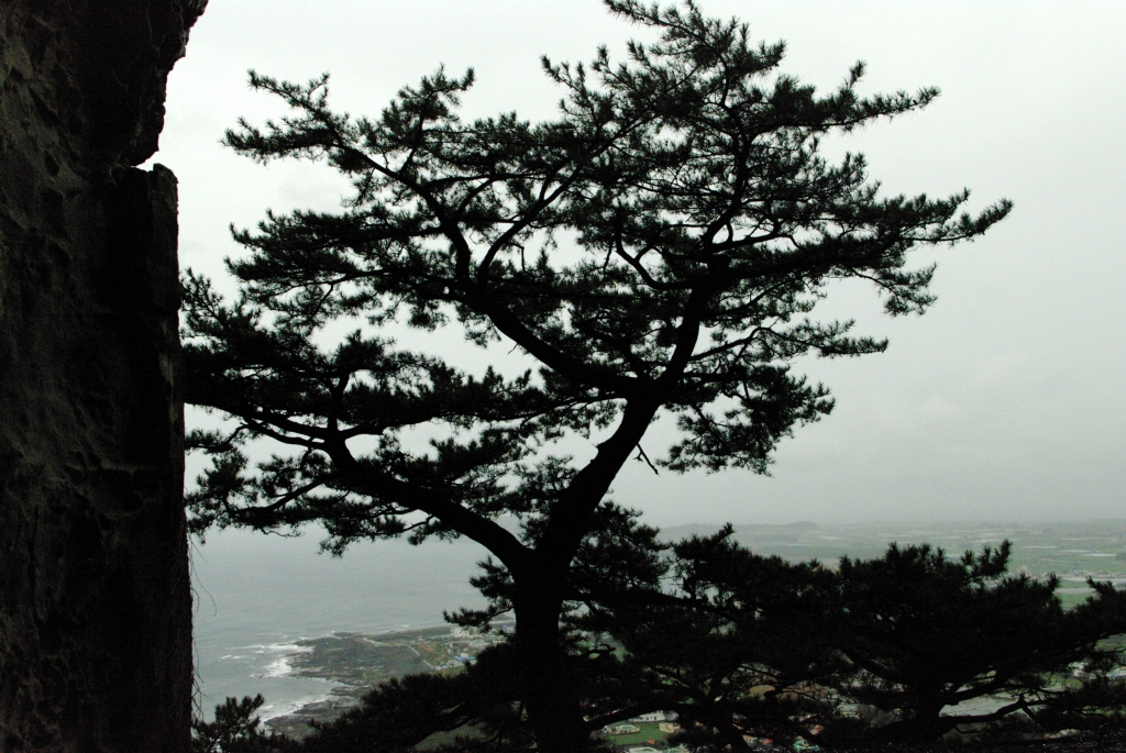 Кривая старая сосна у грота Санбангуль - символ