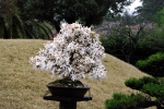 Цветущее дерево бонсай в Spirited Garden